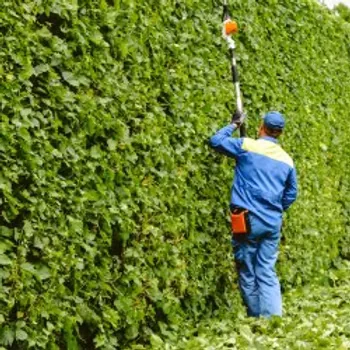 Entretien et taille des haies en Wallonie