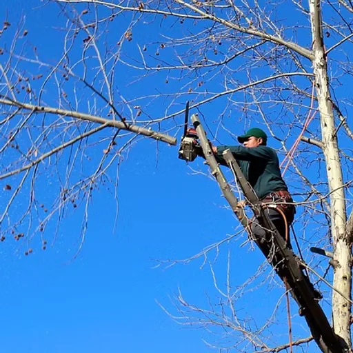 Abattage et élagage d'arbre par professionnels